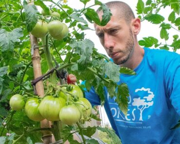 Grow Tomatoes NOT Leaves | How to Prune Tomato Plants for LOTS of Fruit