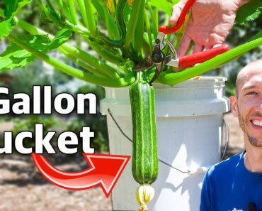 How To Grow Squash In Containers, Complete Growing Guide