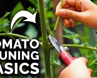 How to Prune Tomatoes for Maximum Yield and Plant Health