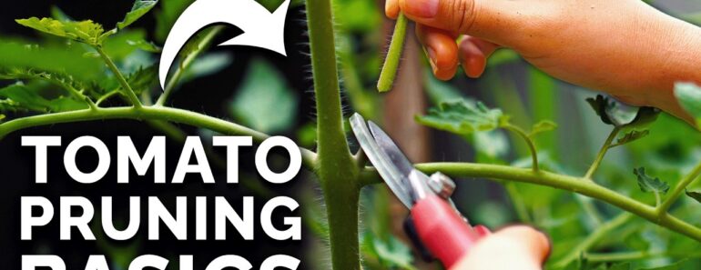 How to Prune Tomatoes for Maximum Yield and Plant Health