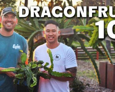 How To Grow Dragon Fruit (COMPLETE GUIDE)