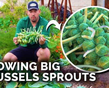 How to Grow Brussels Sprouts for Beginners