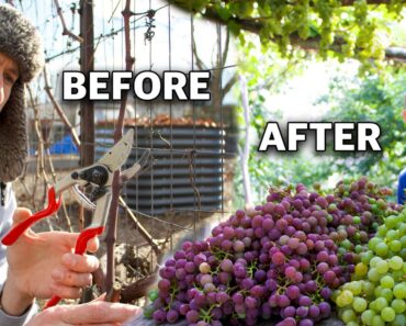 How to Prune Grapes for Trellis and Arbor, Spur Prune and Cane Prune