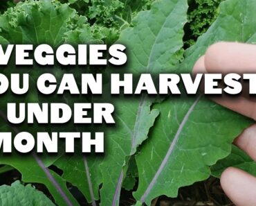 5 Fast Growing Veggies You Can Harvest in Under 1 Month