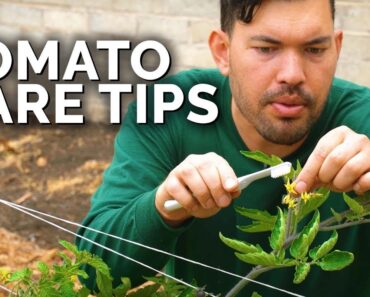Tomato Care: How to Prune, Water, Support, and Fertilize for JUICY Tomatoes 🍅