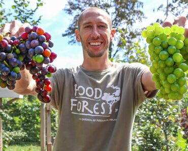 How to Grow Grapes, Complete Growing Guide