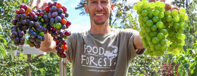 How to Grow Grapes, Complete Growing Guide