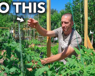 This Clever Technique of Trellising Tomatoes Will Change Your Life…