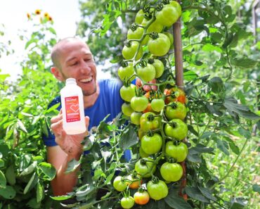 My Clever Ways to MANIPULATE Tomatoes to Produce Early, Often, and Nonstop