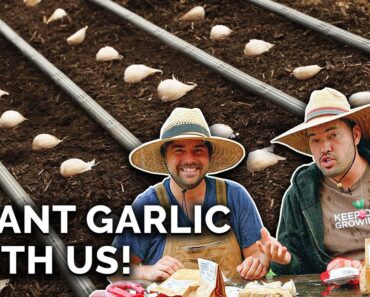 Plant Garlic With Us: A Perfect Fall Crop!