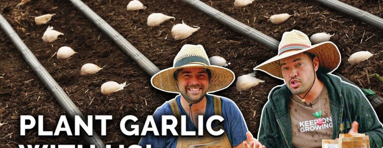 Plant Garlic With Us: A Perfect Fall Crop!
