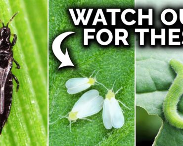 7 Pests You Probably Have In Your Garden (And What To Do)