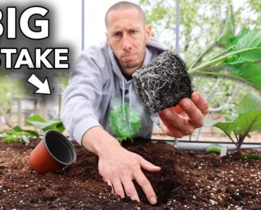 10 Foolish Mistakes You MUST Avoid When Transplanting into the Garden