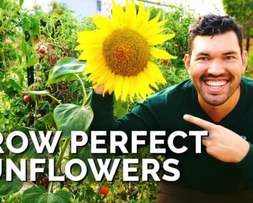 How to Grow Sunflowers Successfully At Home 🌻