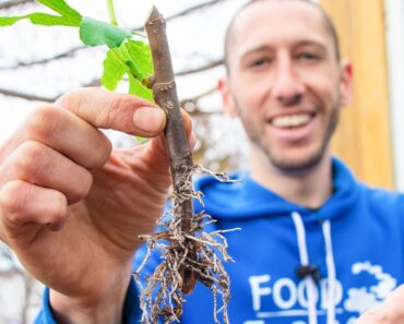 How to Grow a Fig Tree from a Cutting | Propagate Figs for your Garden