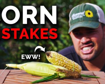 7 Corn Growing Mistakes to Avoid