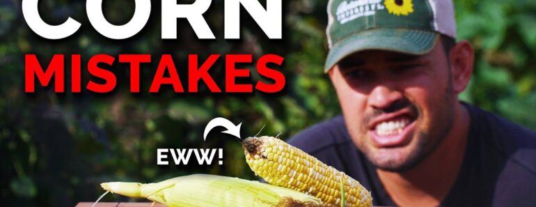 7 Corn Growing Mistakes to Avoid