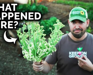 I FINALLY Figured Out How to Grow Broccoli & Cauliflower