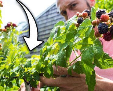 How to Prune Raspberries for BIGGER Harvests!