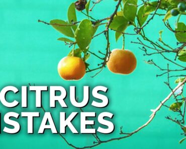 7 Citrus Tree Mistakes to Avoid