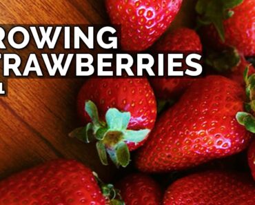 Growing Strawberries (Part 1): Planting Bare Root Strawberries, Sun, and Soil