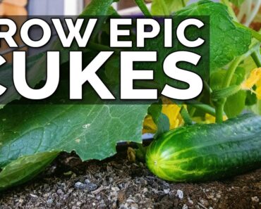 7 Tips to Grow Cucumbers in Containers