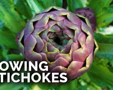 How to Grow Artichokes in ANY Climate