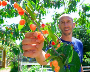 How to Grow Cherries, Complete Growing Guide and Harvest