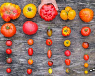 30 Incredible Tomato Varieties You Have to See to Believe!
