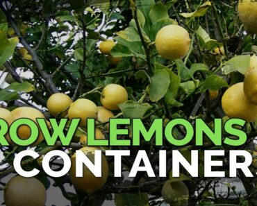 How to Grow Meyer Lemons in Containers Pt. 1