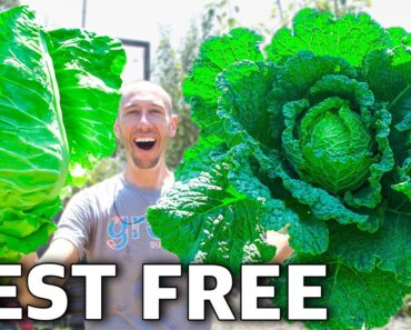 How to Grow Cabbage, Complete Growing Guide