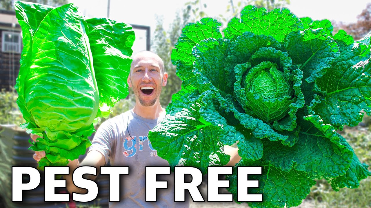 How To Grow Cabbage Complete Growing Guide Tipsforsurvivalists