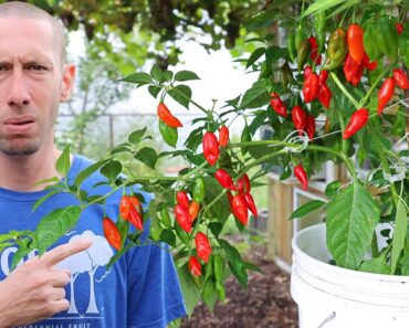 You’re Being LIED to about Growing in Containers…