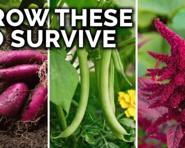 7 Survival Crops to Grow for MAXIMUM Calories
