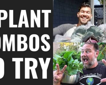 6 Plant Combos To Try In Your Raised Beds