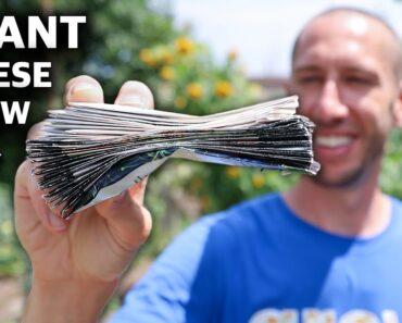 25 Crops You Can Plant In August!