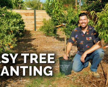 How to Plant Fruit Trees: The Complete Guide
