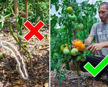 How Much Should I Water My Garden?