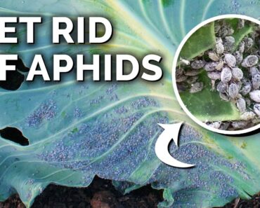 Foolproof Aphid Control and Prevention
