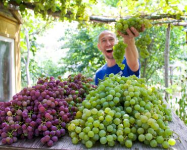 Epic September Backyard Garden Harvest 🍇