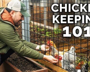 Watch This BEFORE You Keep Chickens 🐔