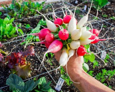 10 Fast Growing Veggies | Easy to Grow, Easy to Harvest