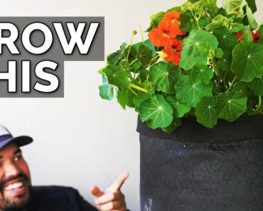 Nasturtiums: The Plant You’re Not Growing (But Should Be)