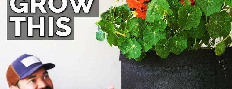 Nasturtiums: The Plant You’re Not Growing (But Should Be)