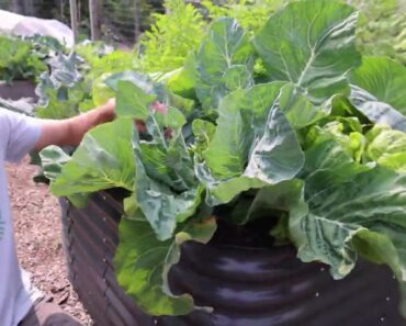 Jaw-Dropping Backyard Gardening Harvest 😮