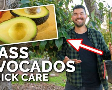 How to Grow Hass Avocados: Quick Care Guide