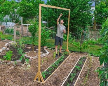 How to Build a Tomato Trellis Using Only ONE PIECE of WOOD, CHEAP and EASY Backyard Gardening
