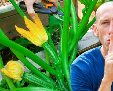 My 5 Secret Tips for a Bigger Better Squash Harvest!
