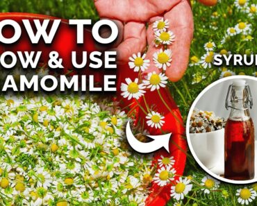How to Grow Perfect Chamomile From Seed (And Use In The Kitchen)