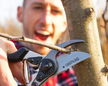 How to Prune an Apple Tree!